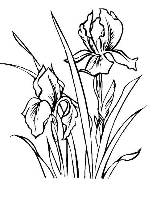 Irisi planse de colorat
